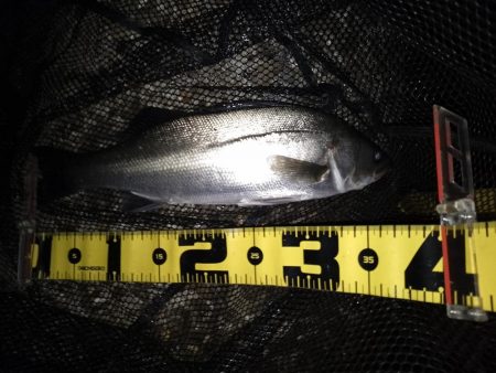 活性は上向き♪