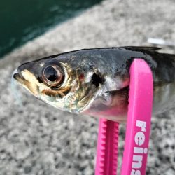 朝マズメの時合