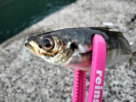 朝マズメの時合