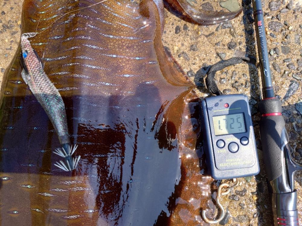 爆風エギングIN対馬