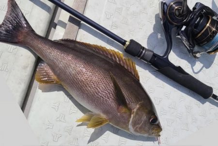 完全フカセでイサキ釣り