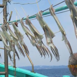 良型ヤリイカ主体　20～43～52杯