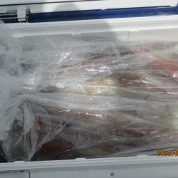 ヤリイカ　入食い！