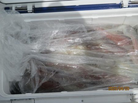 ヤリイカ　入食い！