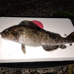 でかいアイナメ