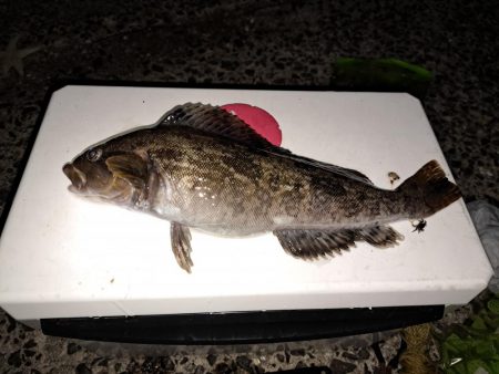 でかいアイナメ