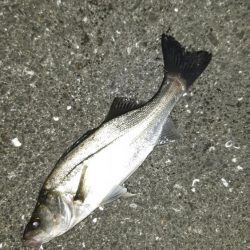 久しぶりのシーバス