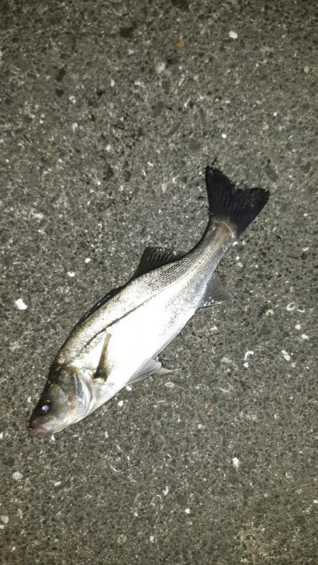 久しぶりのシーバス