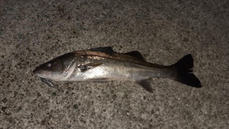 西宮　シーバス