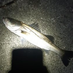 シーバス狙いに。