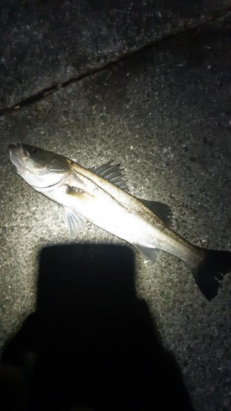 シーバス狙いに。