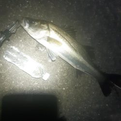 反応悪くなってきました。