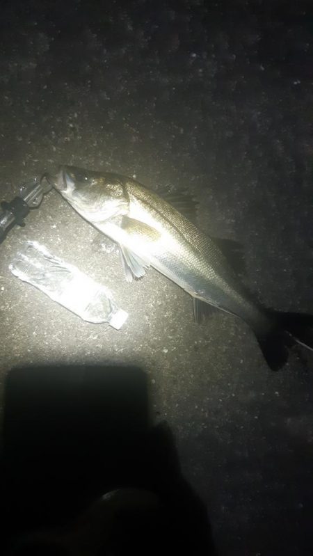 反応悪くなってきました。