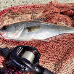 苅田南港デイシーバス