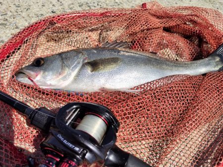 苅田南港デイシーバス