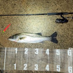 バチ抜け8戦目  活性高め