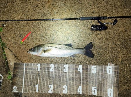 バチ抜け8戦目  活性高め