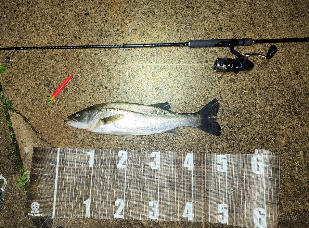 バチ抜け8戦目 活性高め