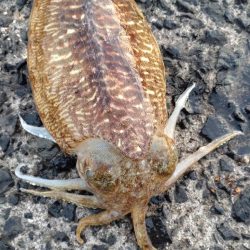 コウイカエギング