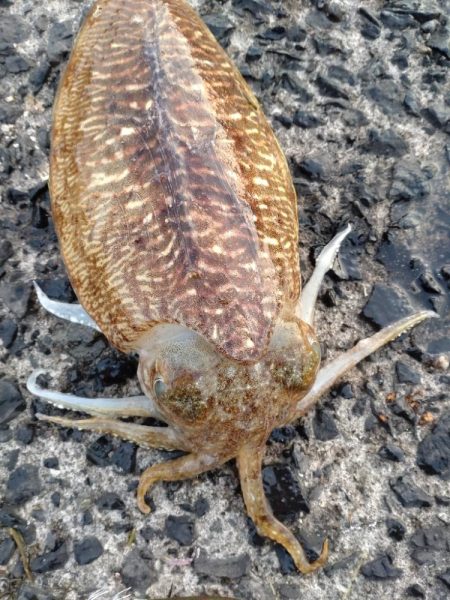 コウイカエギング