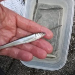 稚鮎～フィーバータイム無し