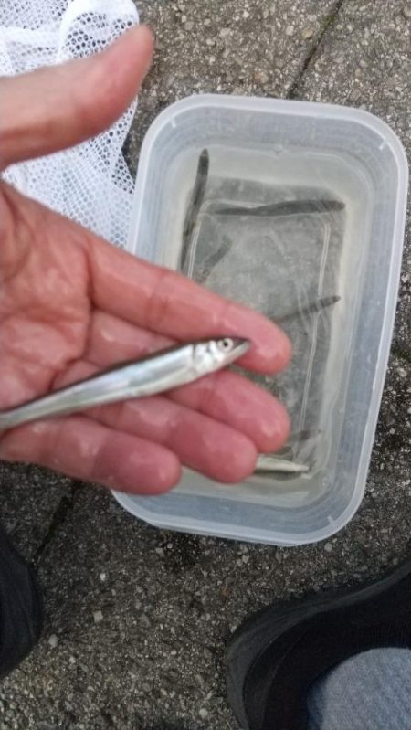 稚鮎～フィーバータイム無し