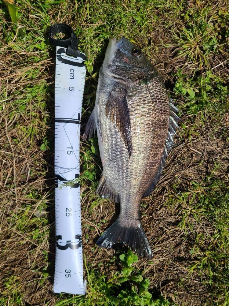 久しぶりのエサ釣り