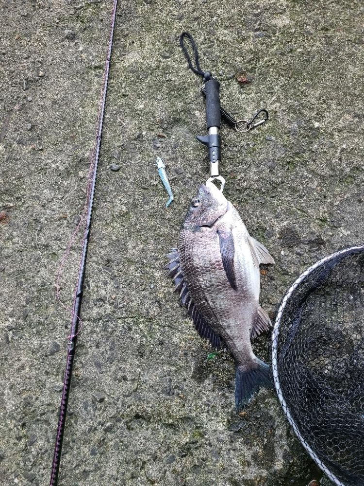 やっぱオモロイ