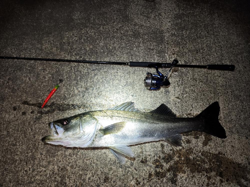 バチ抜けシーバス🎣