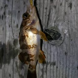 アジ探し@小島漁港