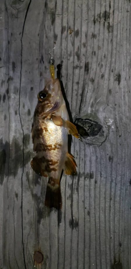 アジ探し@小島漁港