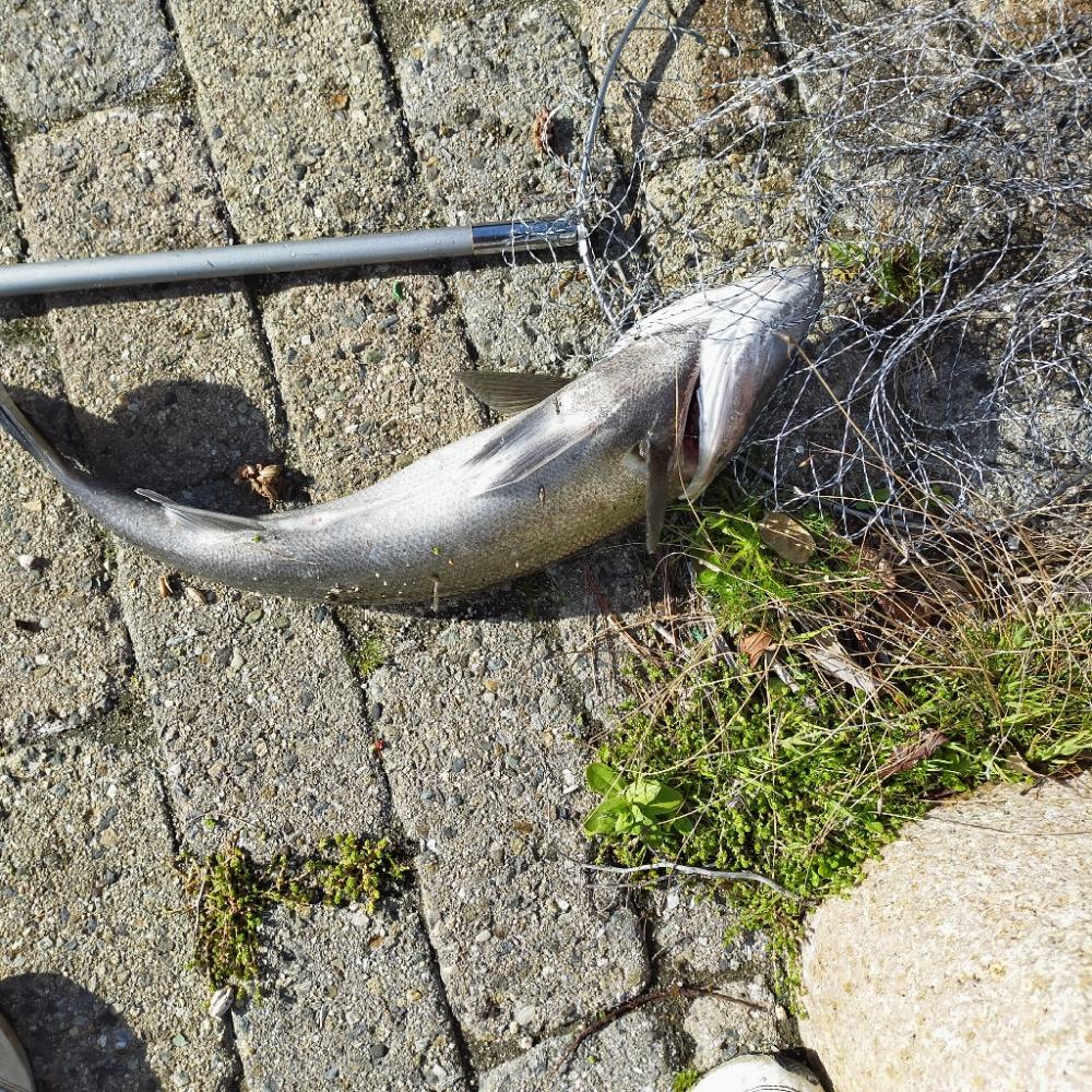 久々に朝マズメ、エビ撒き釣り