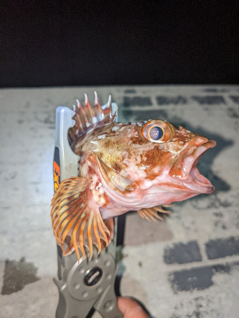 ライトゲームへ