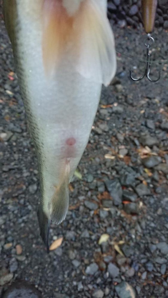 ジャークベイトで1本