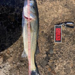 不甲斐ないエビ撒き