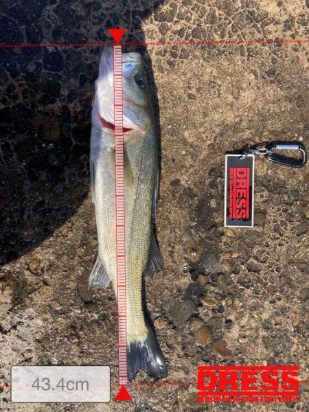 不甲斐ないエビ撒き