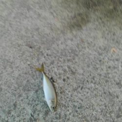 ５００匹の魚GET！