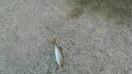 ５００匹の魚GET！