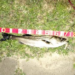 リバーシーバス