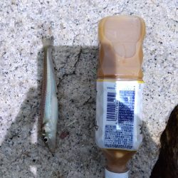 室津のキス釣り