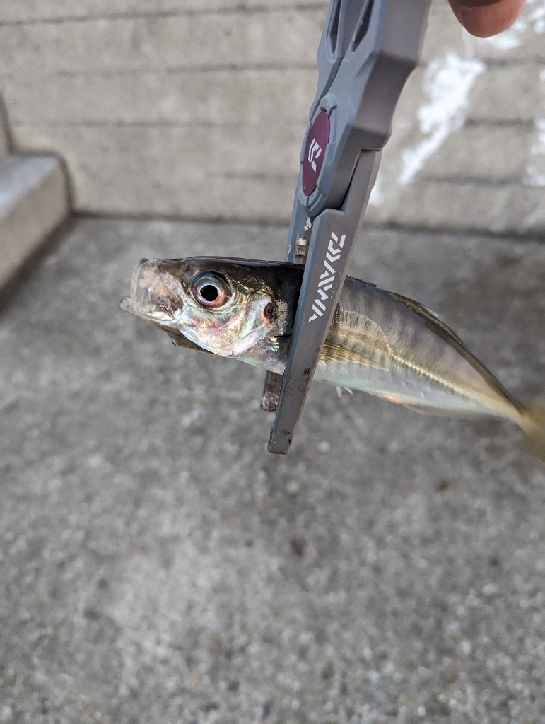 陸っぱり釣行記