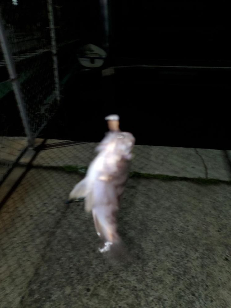 アジング、メバリング