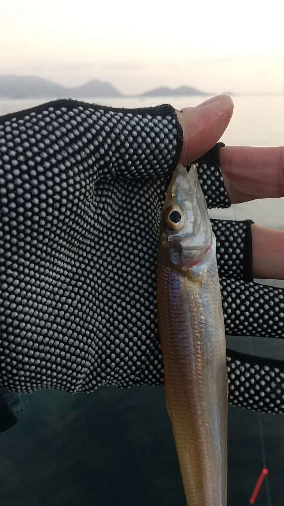 キス釣り開幕戦