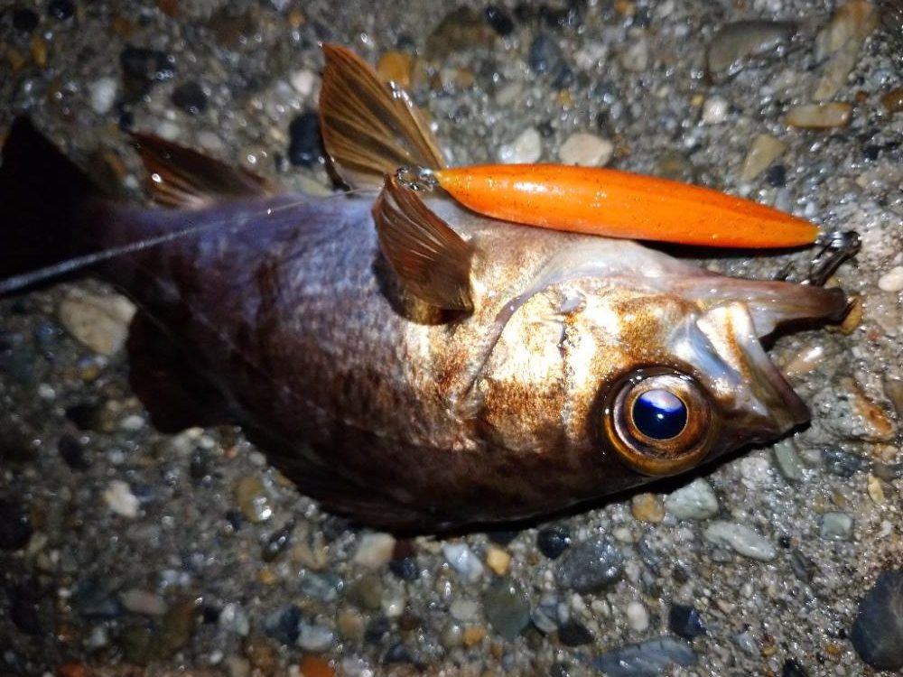 makopenでメバルプラッギング