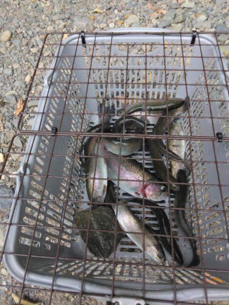 年一のエリアトラウト