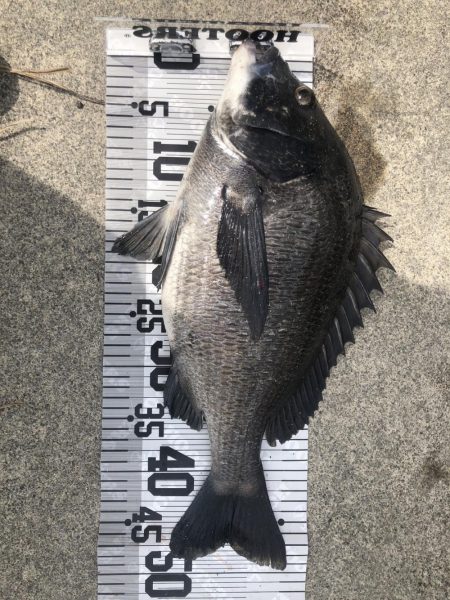 イチノ兄弟(兄)釣果!