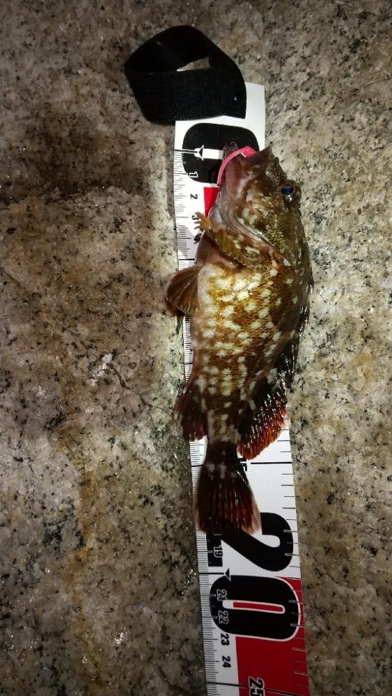 松江でメバリング