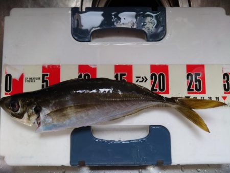 ポンポンパンパンワガママボディ