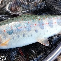 揖保川支流、絶好調！