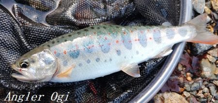 揖保川支流、絶好調！